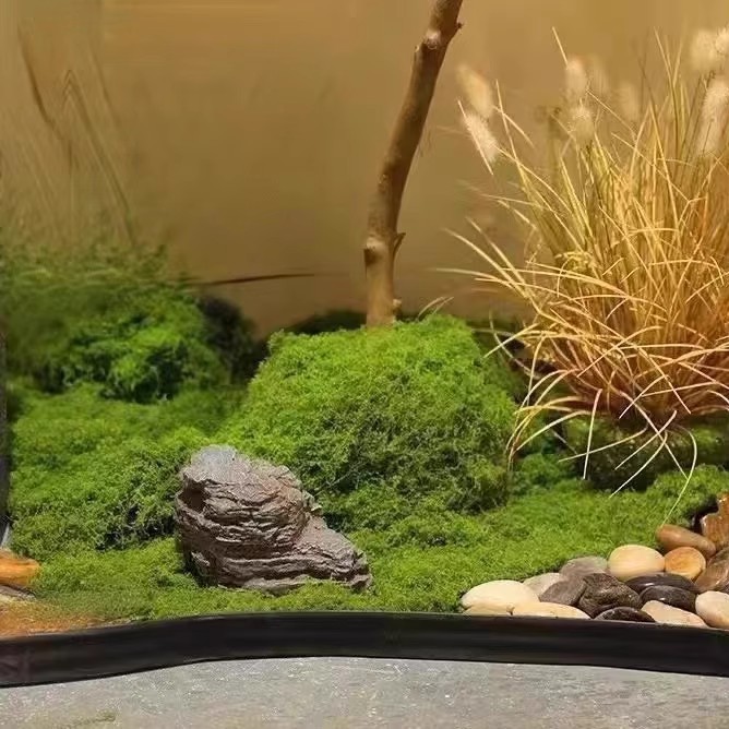 200g Eeuwig leven mos DIY amba - Terrarium Moss Art recensie en prijs
